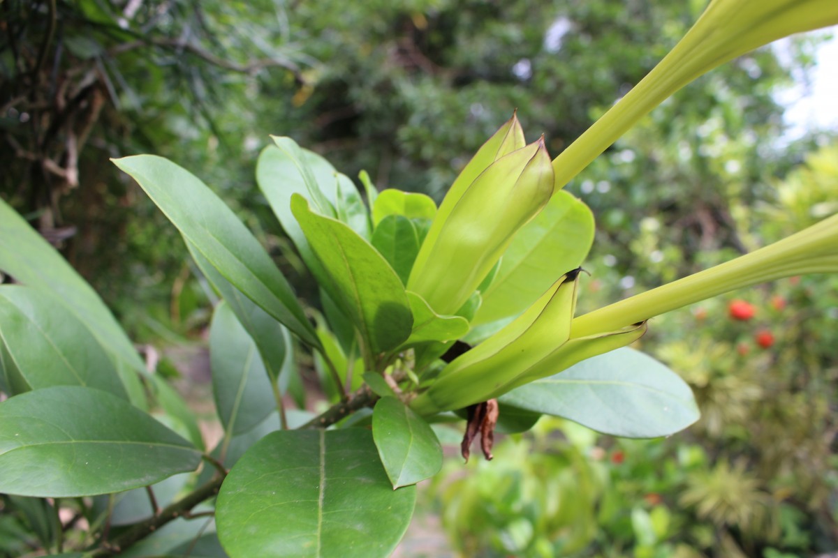 Solandra longiflora Tussac